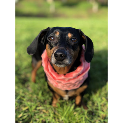 Hubba Hubba Matching Dog Scarf