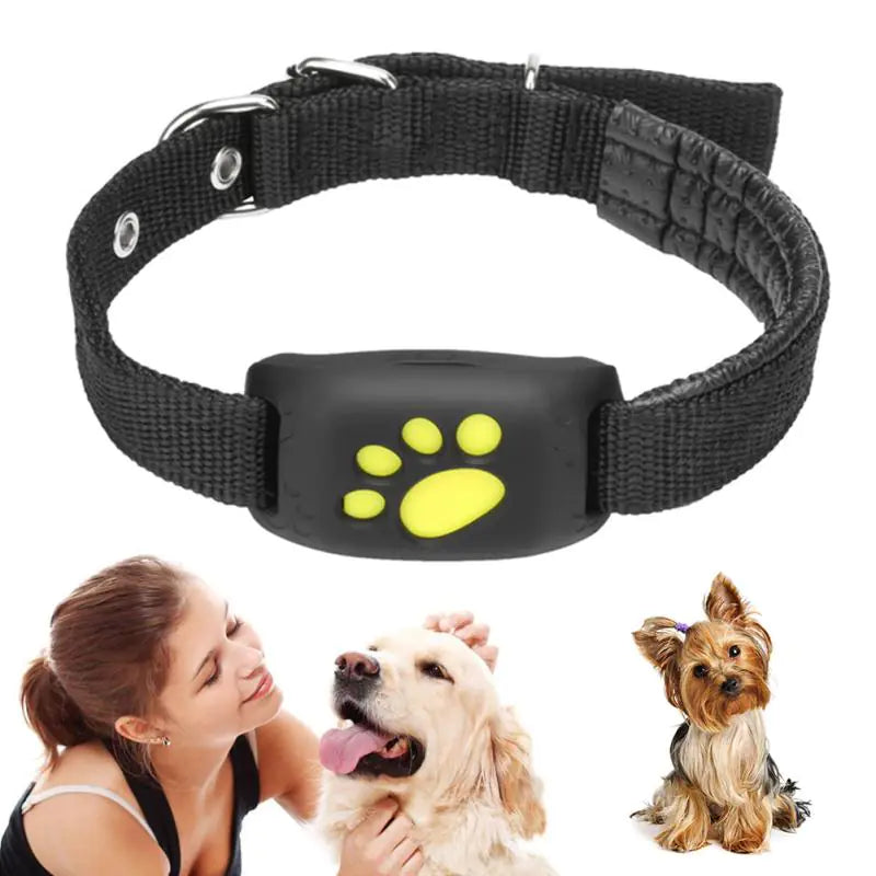 GPS tracker collar on a dog for real-time location