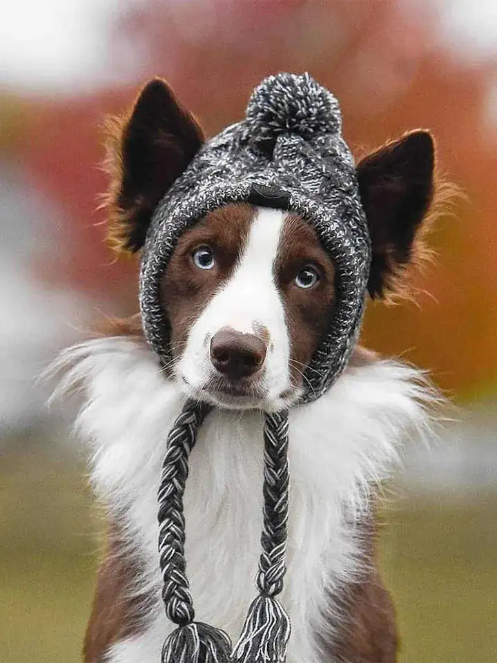 Dog hat with ear holes for sun protection